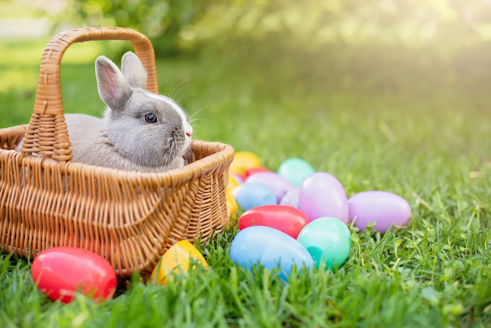 Easter bunny photo