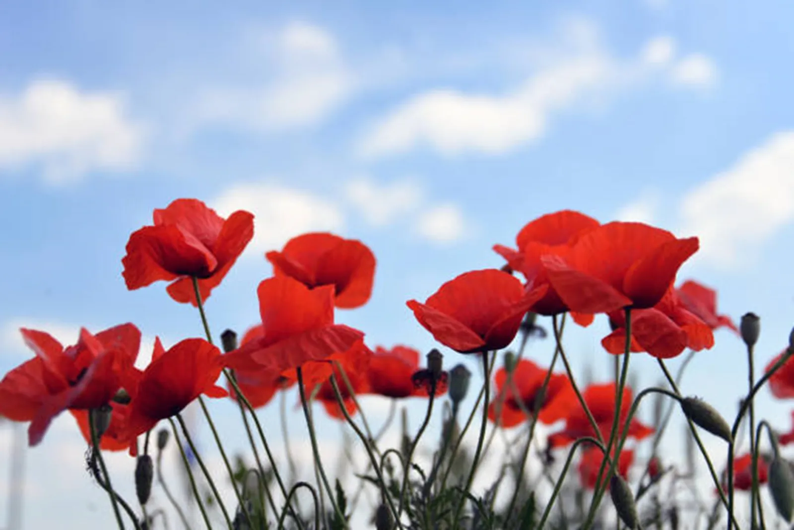 Red poppy flower for Anzac Day remembrance
