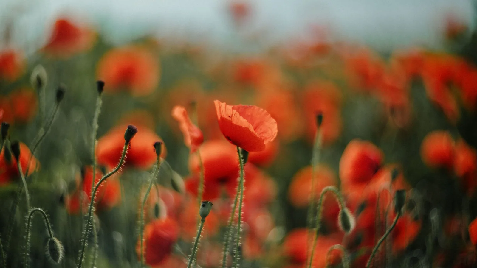 Red poppies flowering in a sunlit field.
